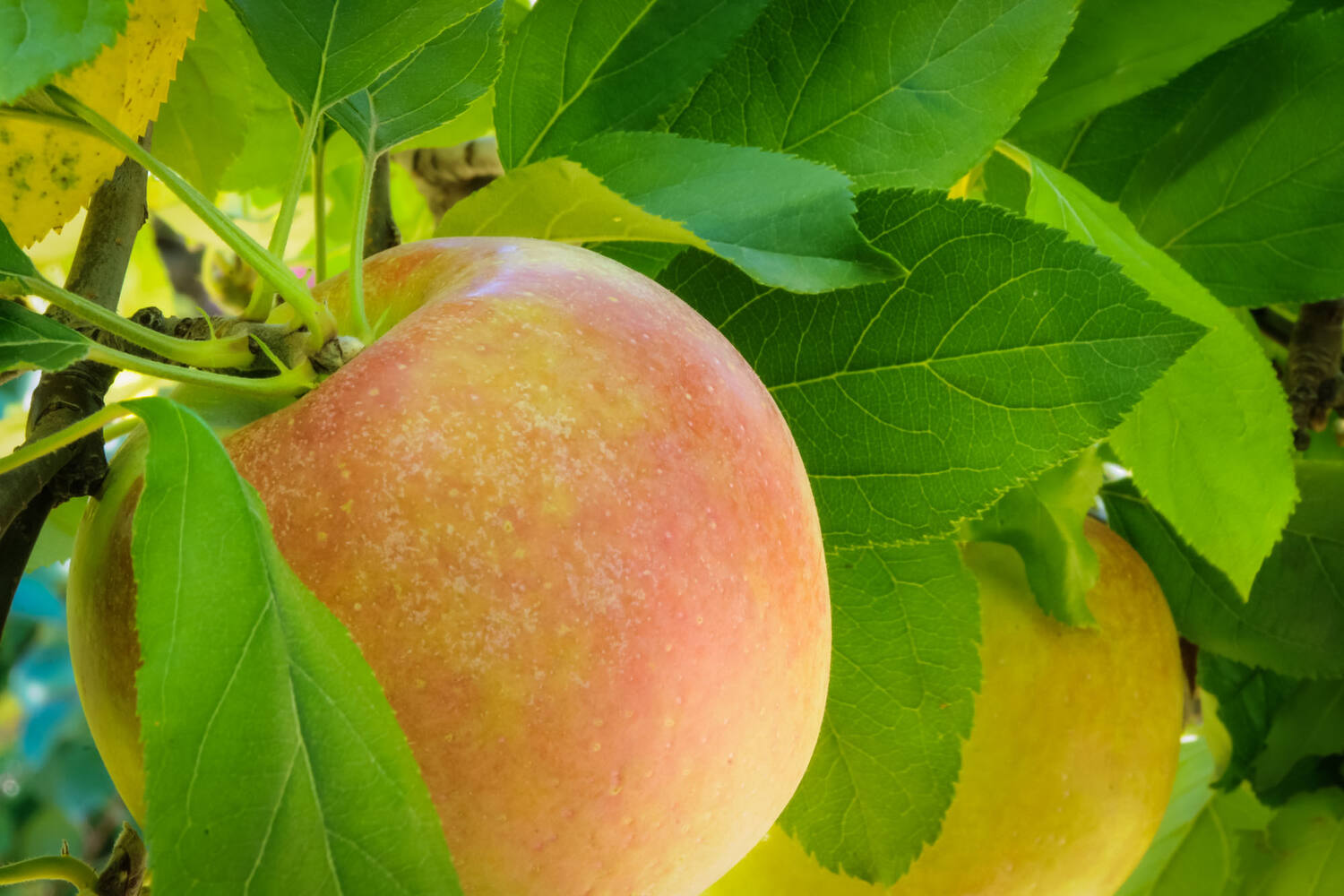 Fuji appels kist 18 kilogram